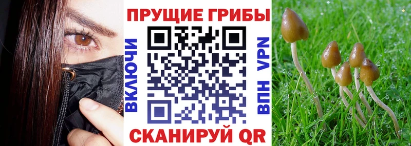 Галлюциногенные грибы Psilocybine cubensis  Уссурийск 